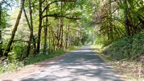 through the forest...