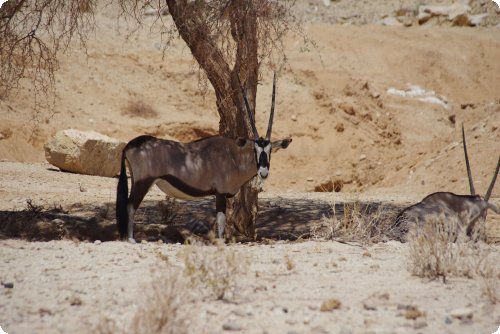 Oryx Antilope