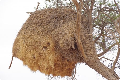 Webervogelnest