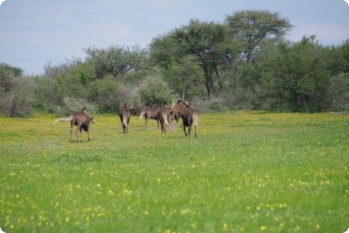 Gnus