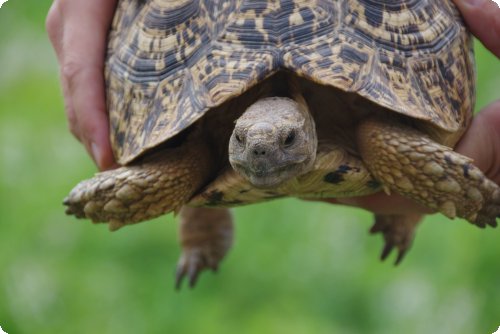 Die pinkelnde Leopardenschildkröte