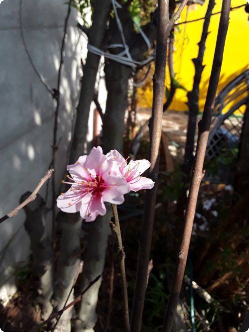Frühling bei Maria